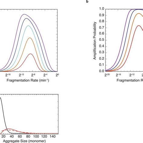 Aggregate Amplification Probabilities And Size Distributions A