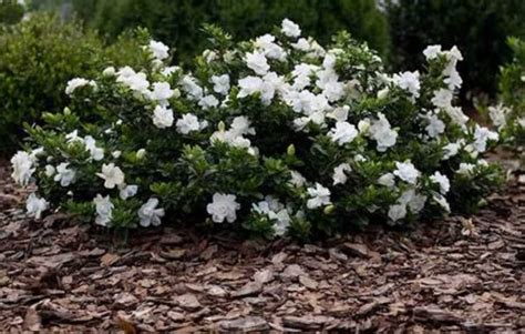 Gardenia jasminoides - Cape Jasmine - The Seed Vine