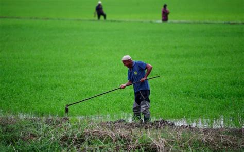 Malaysia S Hungry A Constant Rumble Caused By Poverty Wiki Impact