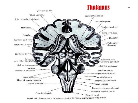 Anatomy Of Thalamus