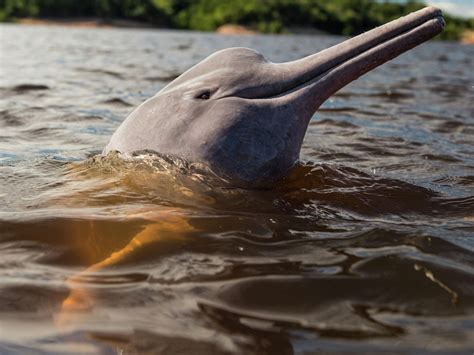 Threes A Crowd Two ‘sexually Aroused Dolphins Playing With Anaconda