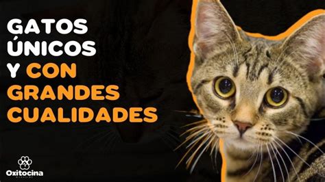 Gato doméstico de pelaje corto Mundo Mascotas