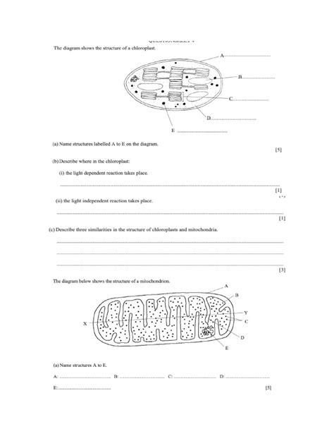 Assignment - Cell Structure | PDF