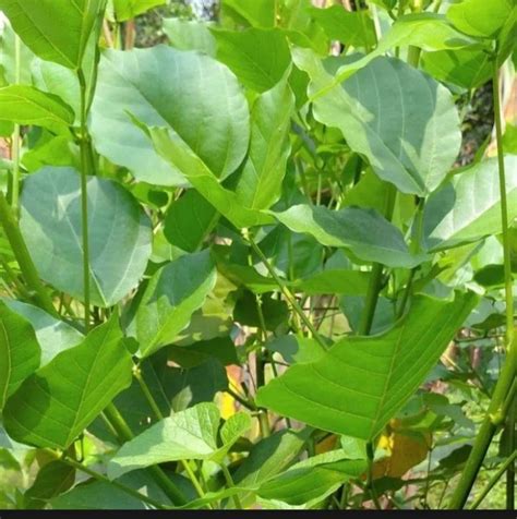 Cod Daun Dadap Herbal Plus Lazada Indonesia