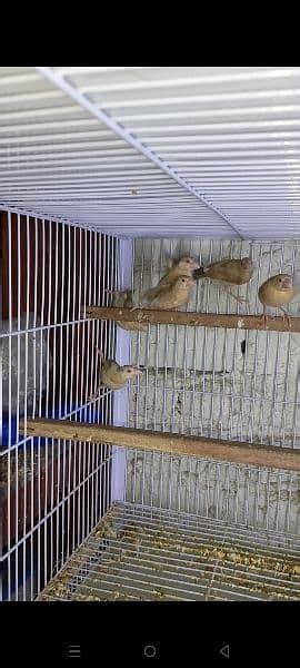 Fawn Java Lovebird Albino Red Eyes And Split Finches Birds Finches