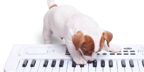 Tiere Spielen Das Keyboard Stufe Gernam In Levels