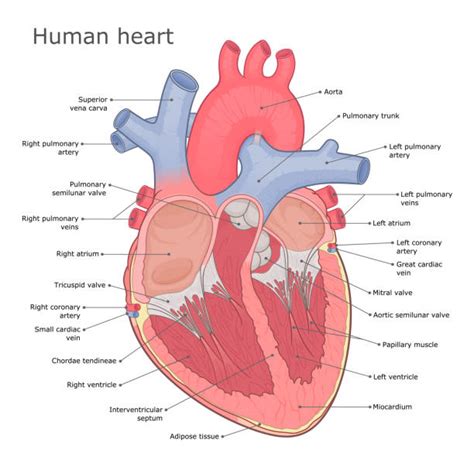 110+ Heart Anatomy Labeled Stock Photos, Pictures & Royalty-Free Images - iStock