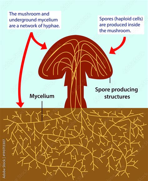 Vector illustration of the structure of a multicellular fungi. Colourful fungus biology picture ...