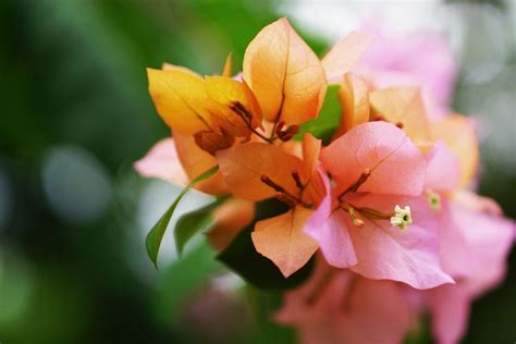 Bougainvillea X Buttiana Afterglow