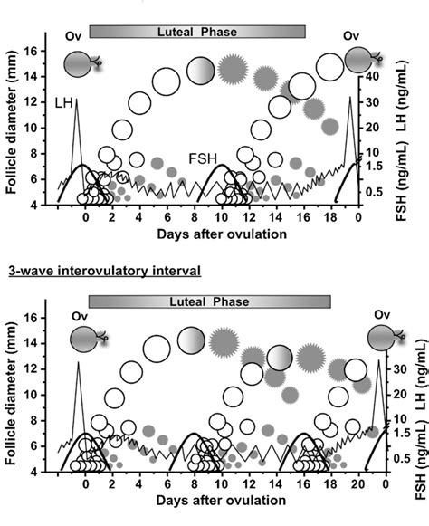 Figure 2 From Progress In Understanding Ovarian Follicular Dynamics In