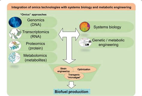 Research Among Omics Approaches Systems Biology And The Genetic