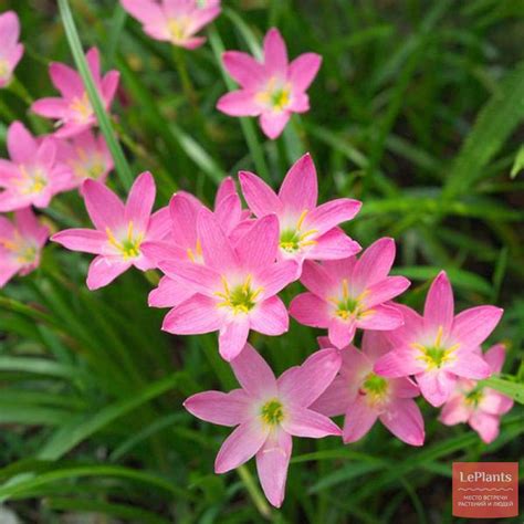 Зефирантес (Zephyranthes) — описание, выращивание, фото | на LePlants.ru