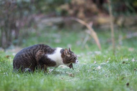 Radioactive Iodine Treatment For Cats With Hyperthyroidism Our Vet