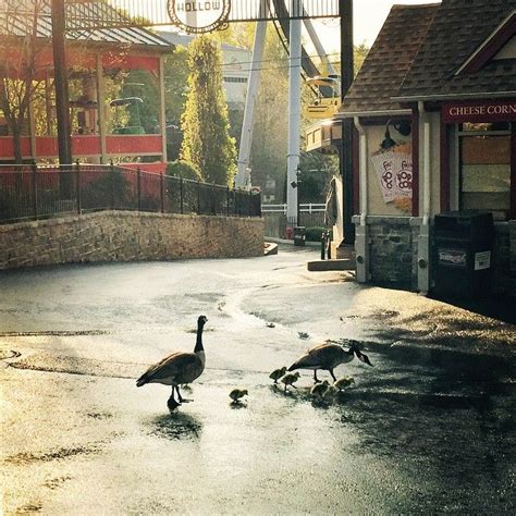 Hersheypark | Hershey park, Kiddie rides, Hershey lodge