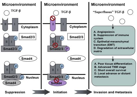A Schematic Illustrating Role Of Tgf β In Tumor Suppression Download Scientific Diagram