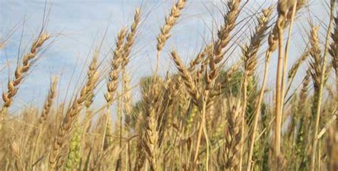 Wheat Crop Dying For Want Of Rainfall Pakistan Dawn