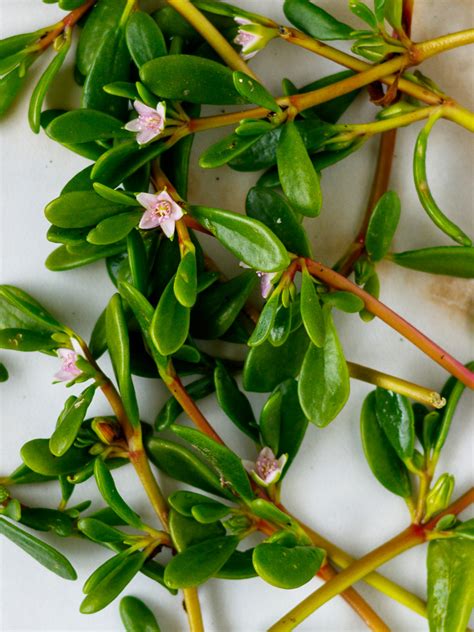 Sea Purslane Sesuvium Portulacastrum Poppys Wild Kitchen