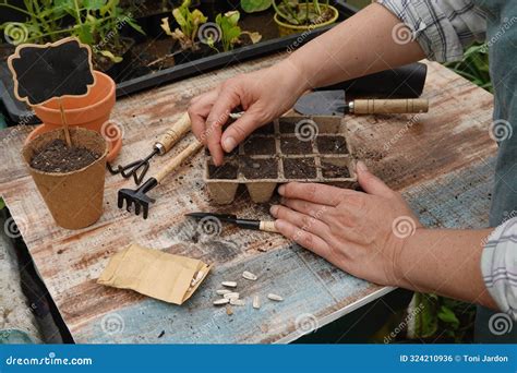 Woman Sowing Seeds In A Seedbed For Planting In The Vegetable Garden