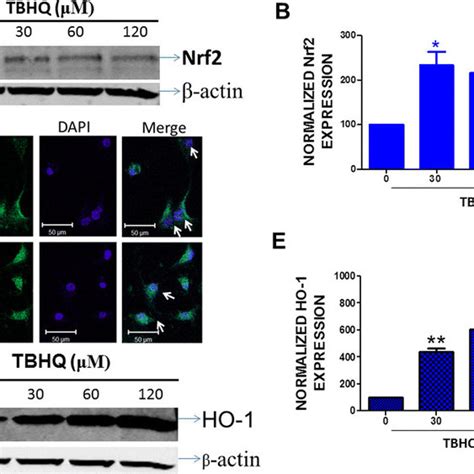 Tbhq And Nrf Upregulation U Mg Cells Were Treated With Either