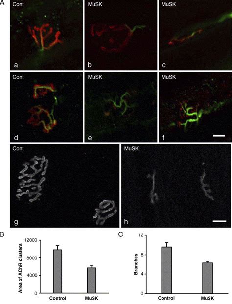 Myasthenia Gravis Induced In Mice By Immunization With The Recombinant