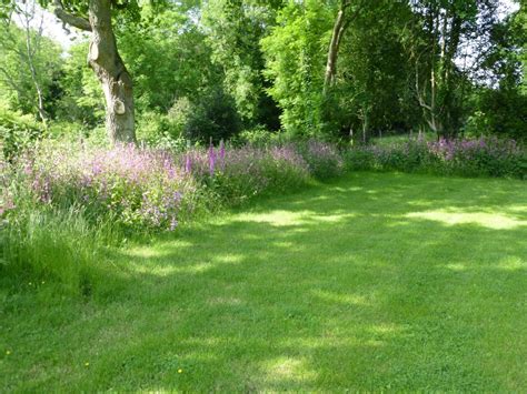 Economy Woodland And Shade Mix With Wild Orchids Wild Flower Lawns