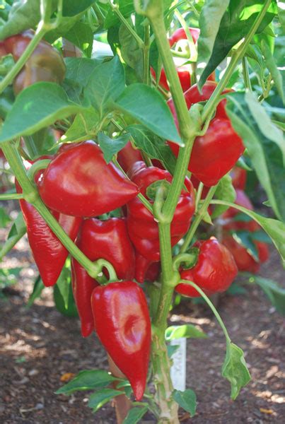 Pepper Varieties, Bell Pepper Varieties