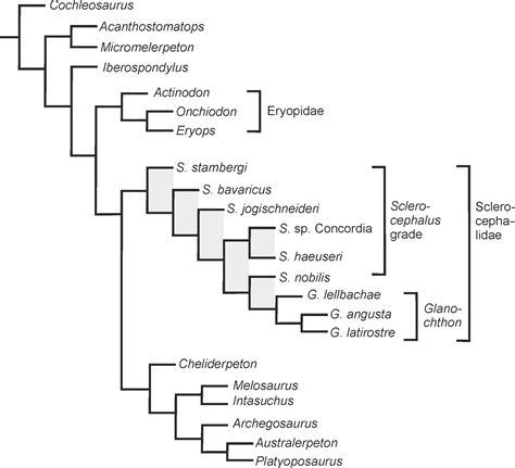 Fr Osteology Of The Permian Temnospondyl Amphibian Glanochthon