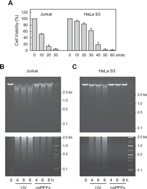 Figure 1 From Nanosecond Pulsed Electric Fields Induce Polyadp Ribose