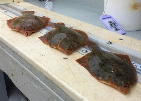 Winter Flounder Spawning Habitat Study | Mass.gov