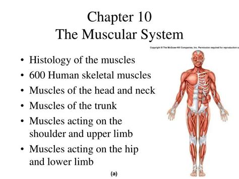 Ppt Chapter The Muscular System Powerpoint Presentation Free