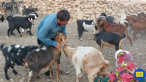 Milking Goate By Nomadic Woman The Nomadic Lifestyle Of Iran YouTube