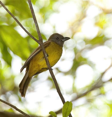 Black Throated Shrike Tanager Owen Deutsch Photography