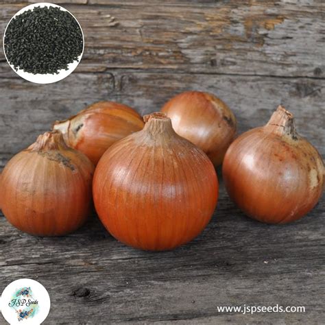 200 Patterson Onion Seeds One Medium Sized Onion Equals Approximately