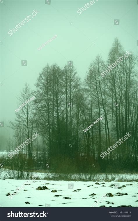 Naked Birch Trees Heavy Mist Countryside Stock Photo 1331348819 Shutterstock