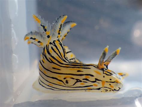 A Zebra Slug With Yellow And Black Stripes On It S Head Is In A Clear