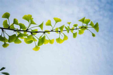 Ginkgo Biloba Cuidados Y Características Guía De Jardín