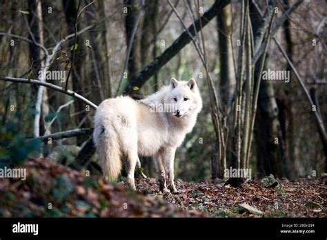 Arctic Wolf Canis Lupus Tundrarum Stock Photo Alamy