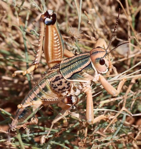 Plains Lubber Grasshopper From Mallet Ranch Hockley County Tx Usa On July 21 2023 At 11 21