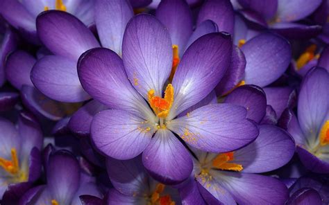 Stunning Purple Crocus HD Wallpaper