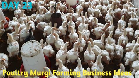 Poultry Farming Business Ideas L How To Start Poultry Farming Business