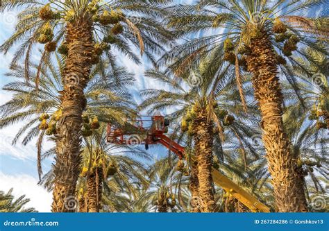 Plantation Of Date Palms Middle East Stock Photo Image Of Nature