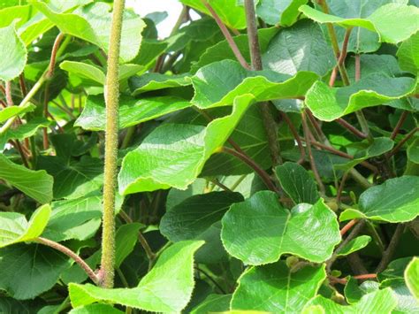 FLORA NEL SALENTO E Anche Altrove Actinidia Deliciosa A Chev C F