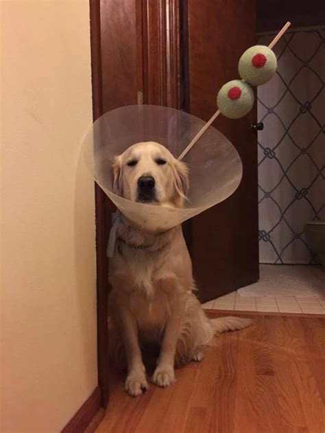 Golden Retriever Wins Best Bond Themed Halloween Costume Metro News