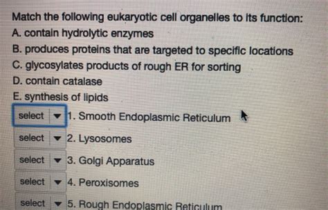 Solved Match the following eukaryotic cell organelles to its | Chegg.com 