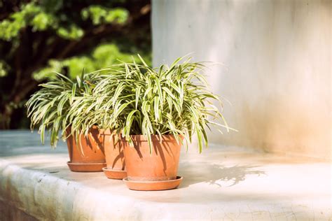 Ziemia podłoże do palm juki i dracen 5L DomoDomo