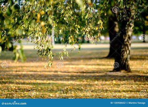 árvores De Vidoeiro As Folhas Do Amarelo E Do Verde No Outono Foto