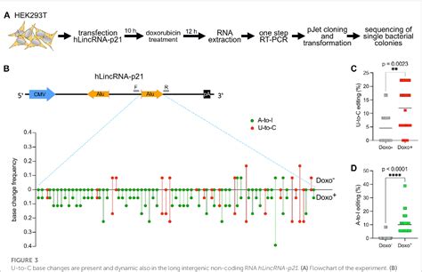 Figure 3 From ADAR RNA Editing On Antisense RNAs Results In Apparent U