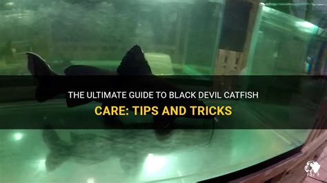 The Ultimate Guide To Black Devil Catfish Care: Tips And Tricks | PetShun