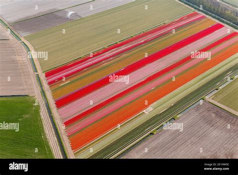 Tulip fields, North Holland, Netherlands Stock Photo - Alamy