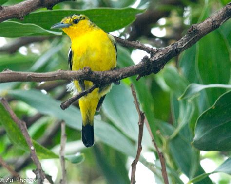 Zul Ya - Birds of Peninsular Malaysia: Common Iora